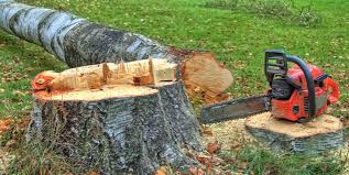 Best Fruit Tree Pruning  in Carey, ID