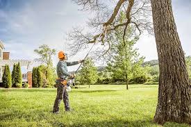 Best Tree Risk Assessment  in Carey, ID