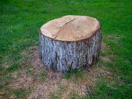 Best Firewood Processing and Delivery  in Carey, ID