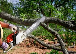 Best Emergency Tree Removal  in Carey, ID