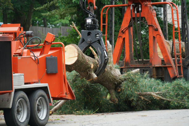 Best Lawn Watering Services  in Carey, ID